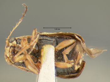 Media type: image;   Entomology 24914 Aspect: habitus ventral view